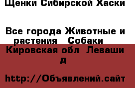 Щенки Сибирской Хаски - Все города Животные и растения » Собаки   . Кировская обл.,Леваши д.